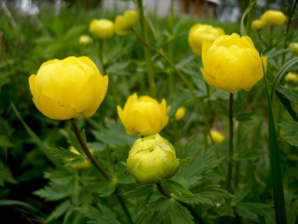 Купальница Алтайская