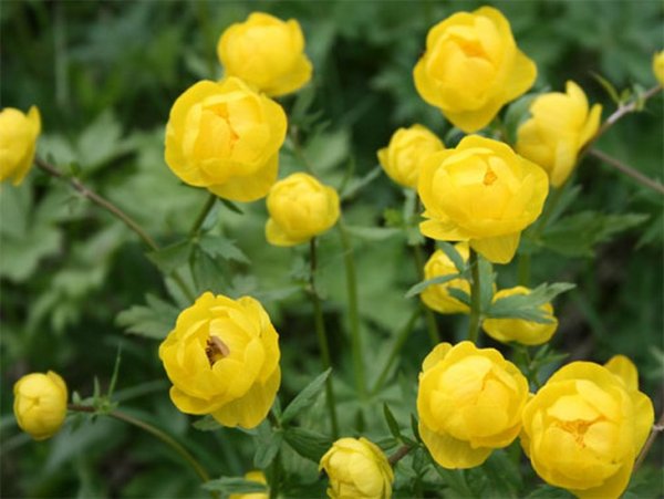 Купальница троллиус