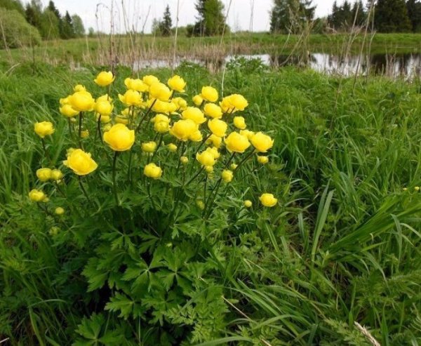 Растение купальница европейская
