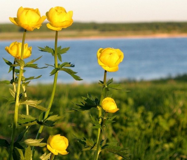Купальница Болотная