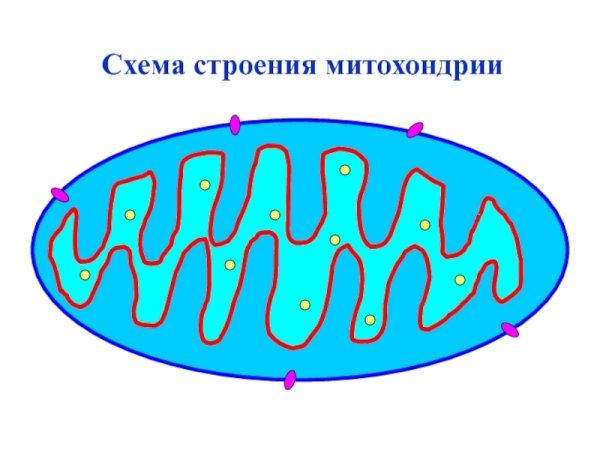 Митохондрия схема