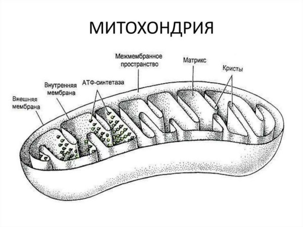 Схема строения митохондрии