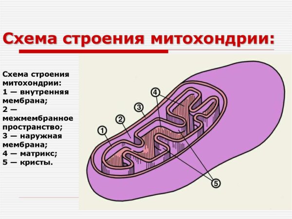 Схема строения митохондрии