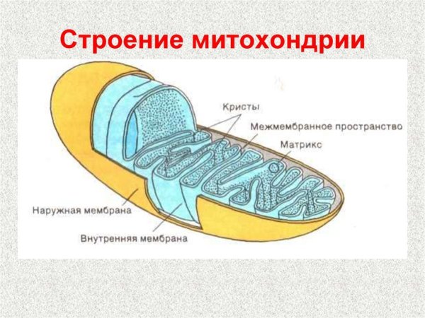 Строение митохондрии