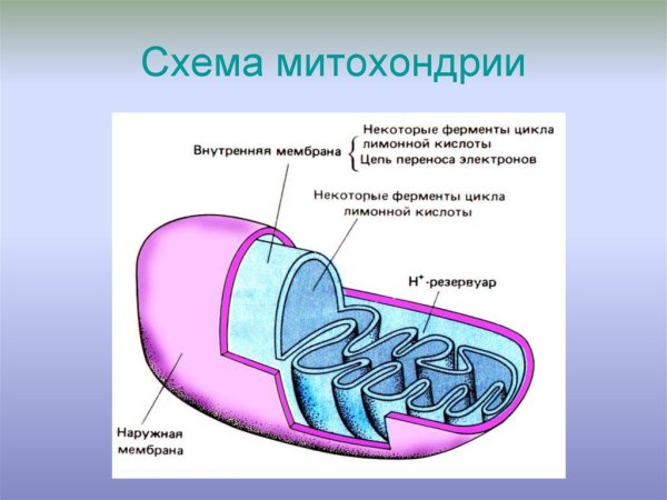 Схема строения митохондрии рисунок