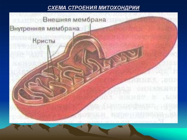 Схематичное строение митохондрии