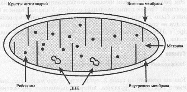 Строение митохондрии схематично