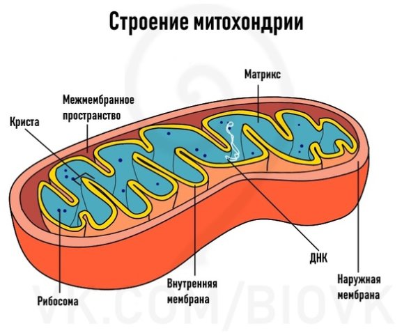 Митохондрии строение и функции рисунок