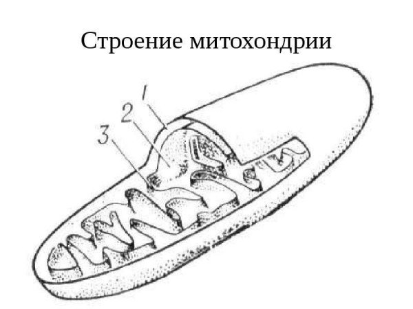 Строение митохондрии без подписей