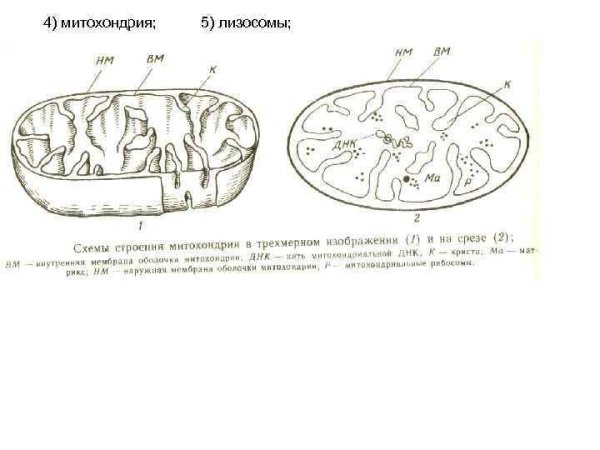 Строение митохондрии рисунок