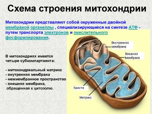 Структурные компоненты митохондрии