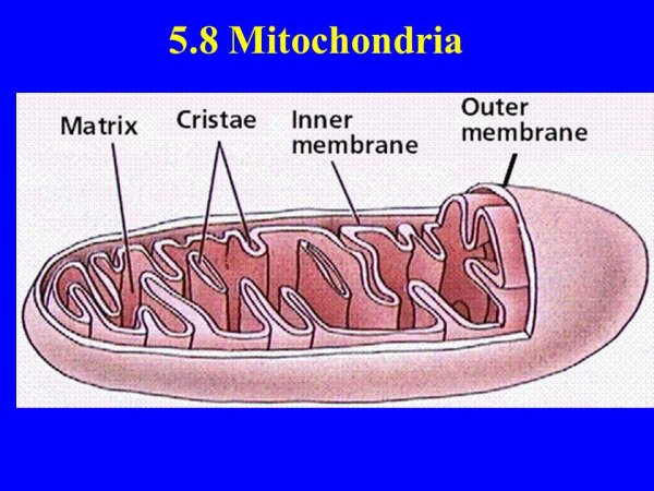 Строение митохондрии