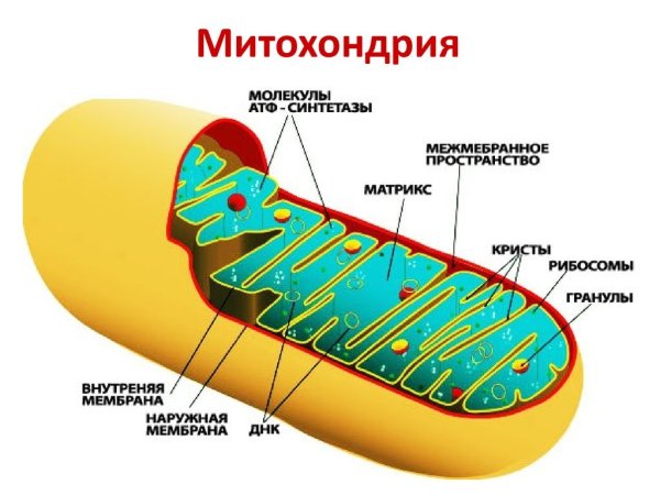 Строение митохондрии клетки