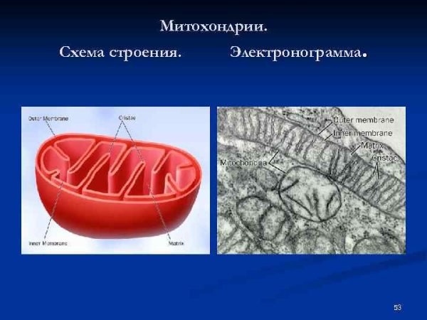 Строение митохондрии кратко