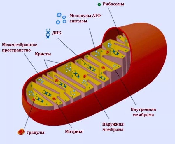 Строение митохондрии клетки