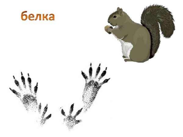 Следы животных белка