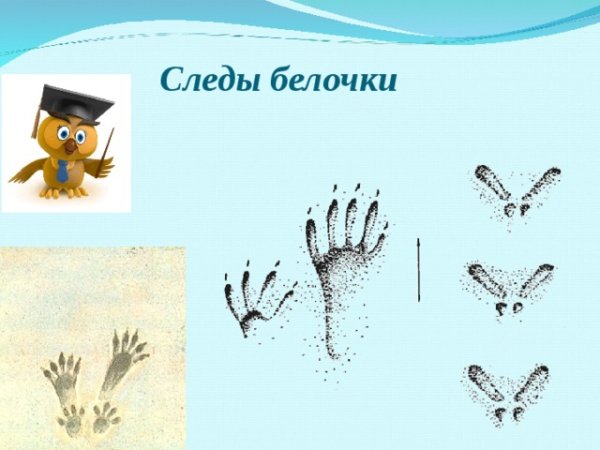 Следы белки