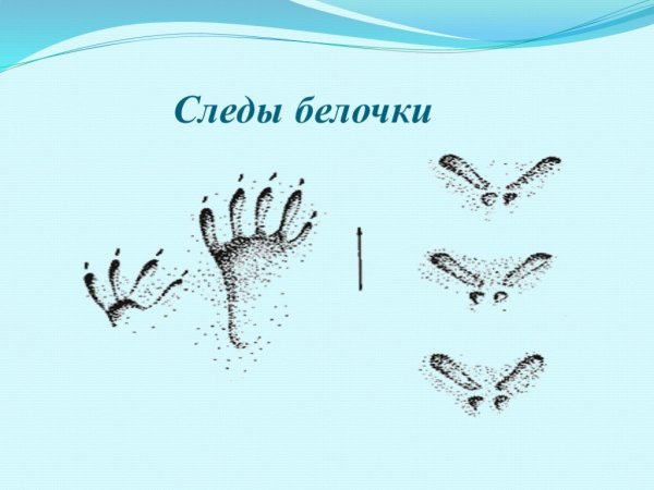 Следы белки картинки для детей