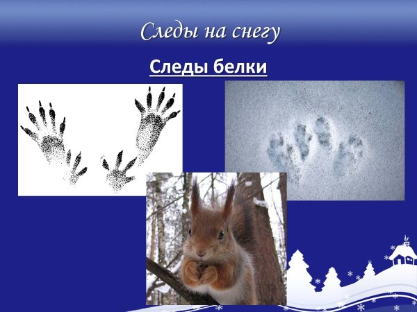 Следы белки на снегу