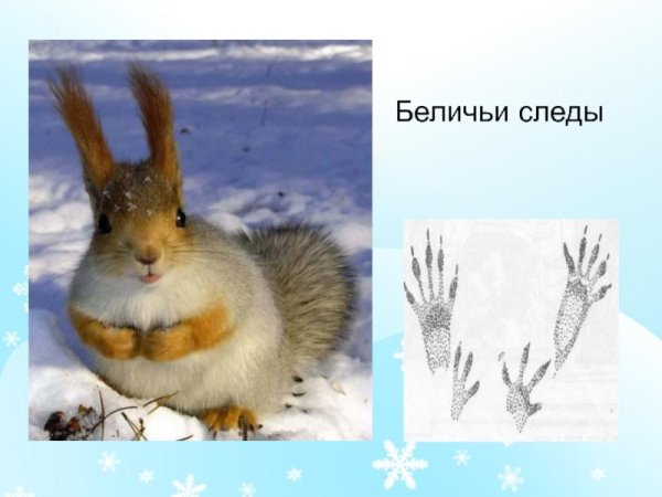 Следы белки