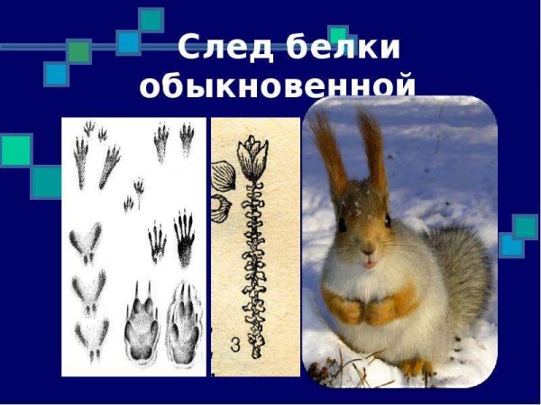 Следы белки для дошкольников