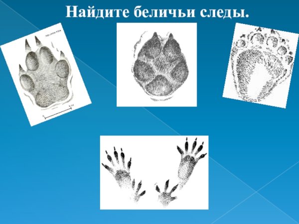След зайца рисунок
