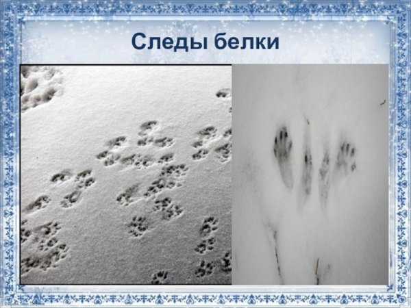 Следы зайца для детей