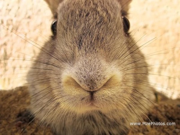 Нос зайца картинки (49 фото)