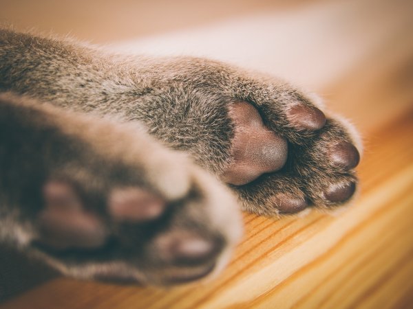 Лапа кота