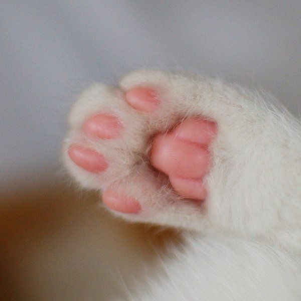 Кошачьи лапки подушечки