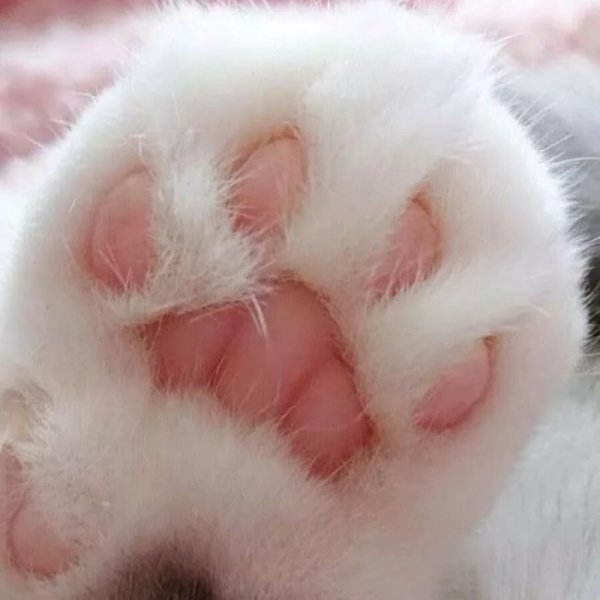Кошачьи подушечки