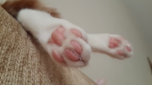Кошачья лапка