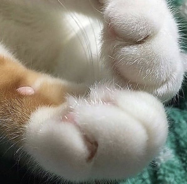 Лапки кошки