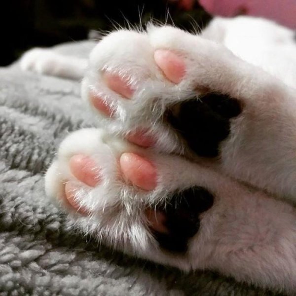 Кошачьи подушечки