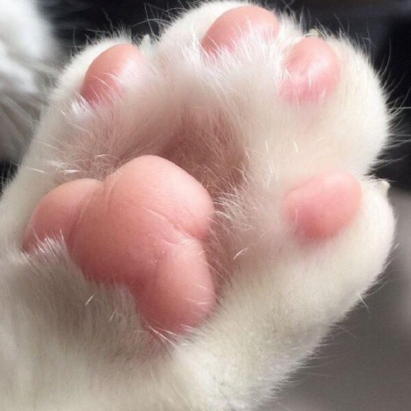 Кошачья лапа
