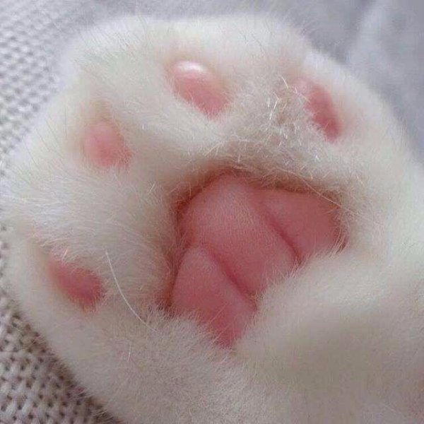 Кошачьи лапки подушечки