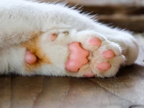 Кошачьи подушечки
