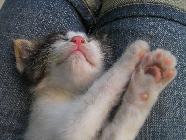 Кошачья лапка