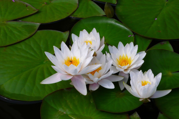 Кувшинка белая (Nymphaea Alba)