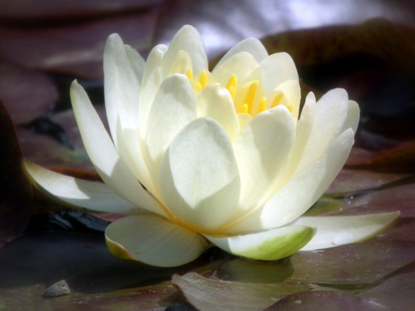 Кувшинка белая (Nymphaea Alba)