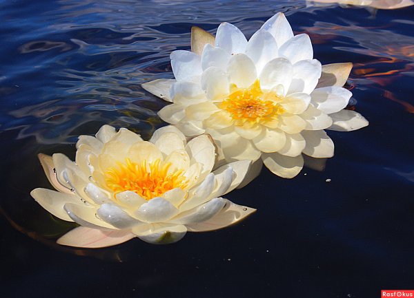 Кувшинка чисто-белая Nymphaea Candida j. Presl