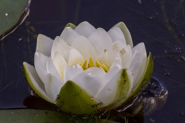Кувшинка чисто-белая - Nymphaea Candida c. Presl