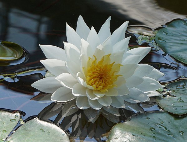 Водяная Лилия/Nymphaea