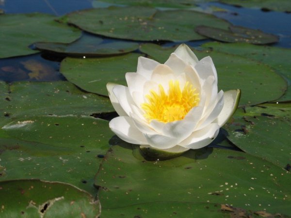 • Кувшинка белоснежная Nymphaea Candida j. Presl