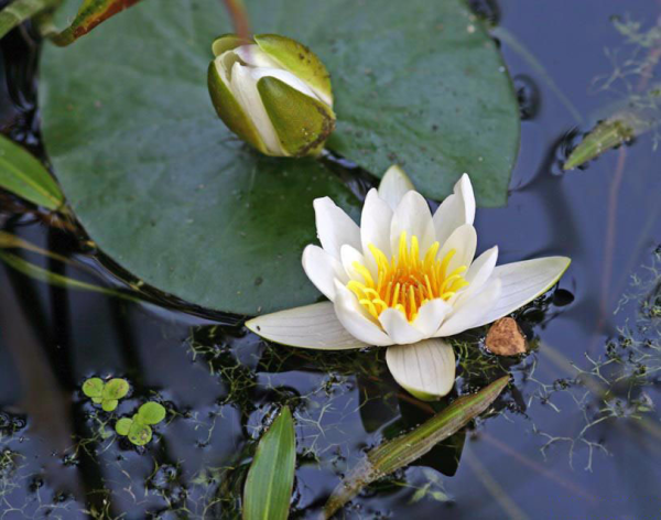 Кувшинка белоснежная (Nymphaea Candida)