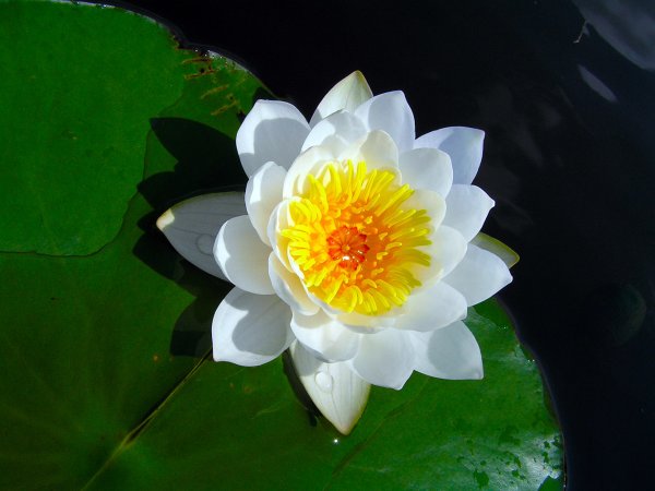 Кувшинка белоснежная (Nymphaea Candida)