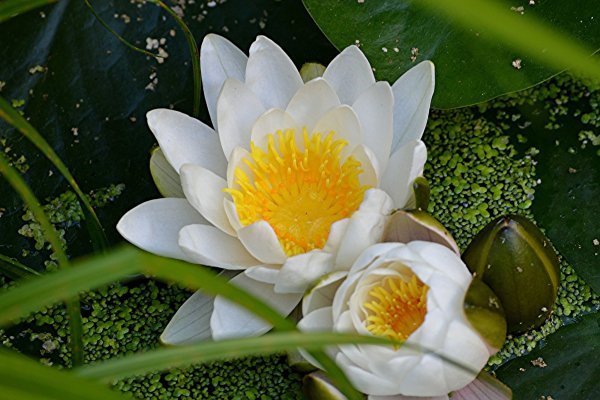 Водяная Лилия/Nymphaea