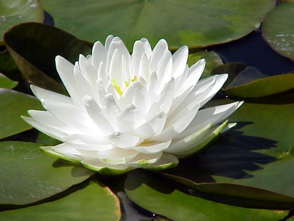 Кувшинка Nymphaea Hollandia
