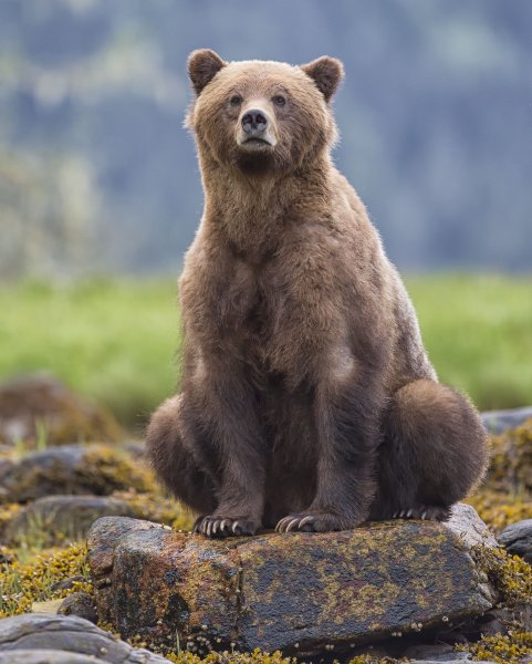 Бурый медведь сидит