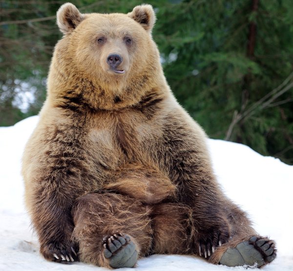 Картинки сидячий медведь (49 фото)
